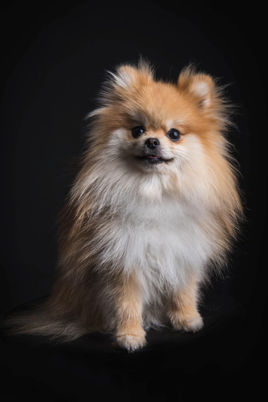 petit chien spitz